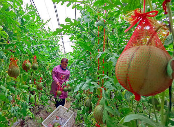 <strong>“谷雨时节，农发科技西瓜品种培育实验分时段实施</strong>